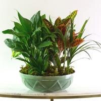 A ceramic dish filled with assorted green plants.